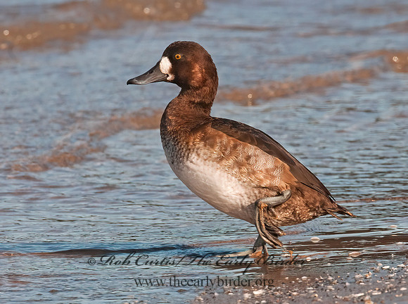 Aythya marila  GREATER SCAUP 3006116+