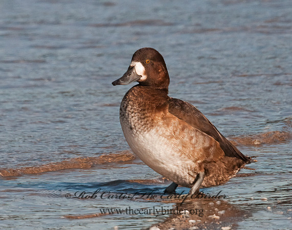 Aythya marila  GREATER SCAUP 3006117+