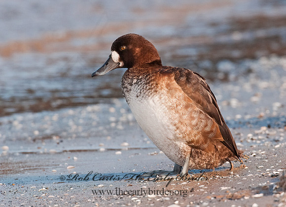 Aythya marila  GREATER SCAUP 3006123+