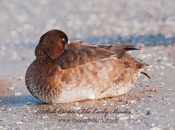 Aythya marila  GREATER SCAUP 3006126
