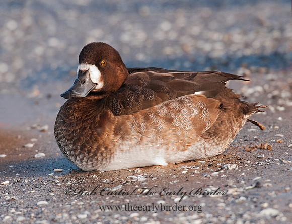 Aythya marila  GREATER SCAUP 3006127