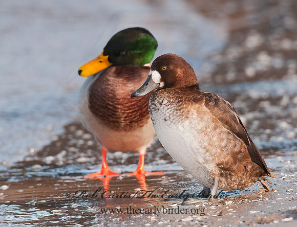 Aythya marila  GREATER SCAUP 3006124+