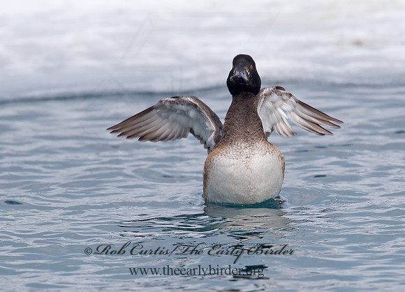 Aythya manila  GREATER SCAUP 6030219