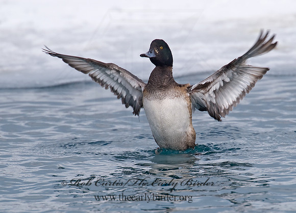 Aythya manila  GREATER SCAUP 6030222