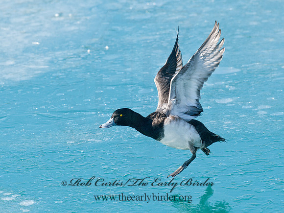 Aythya manila  GREATER SCAUP 8032523