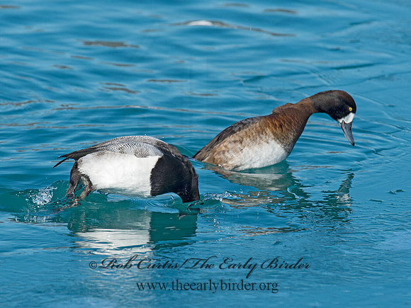 Aythya manila  GREATER SCAUP 9018021