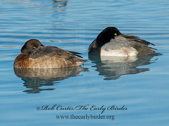 Aythya manila  GREATER SCAUP 9017781+