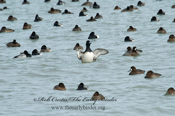 Aythya manila  GREATER SCAUP 5003412+