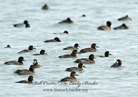 Aythya manila  GREATER SCAUP 5003413+
