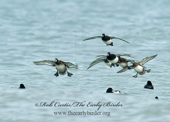 Aythya manila  GREATER SCAUP 5003421+