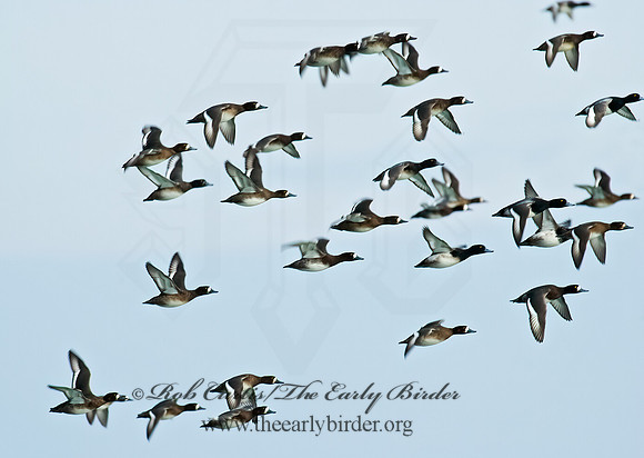 Aythya manila  GREATER SCAUP 5003441 +