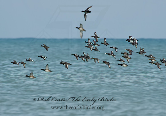 Aythya manila  GREATER SCAUP 5003436+