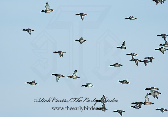 Aythya manila  GREATER SCAUP 5003437+