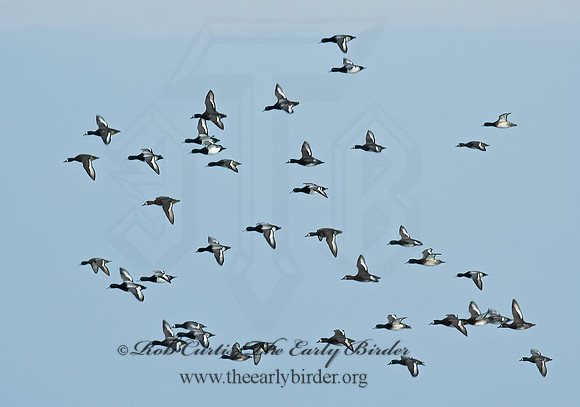 Aythya manila  GREATER SCAUP 5003435+