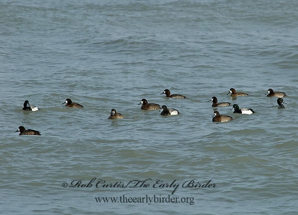 Aythya manila  GREATER SCAUP 6000835