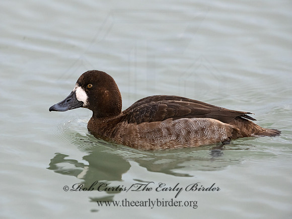 Aythya marila  GREATER SCAUP 3027816+