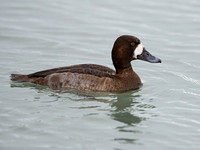Aythya marila  GREATER SCAUP 3027833+