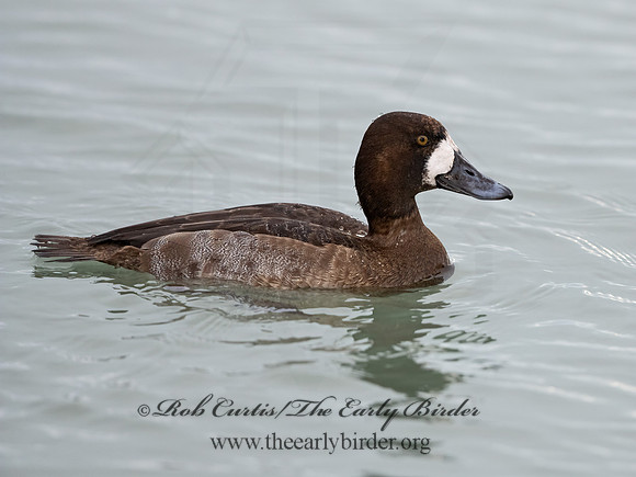 Aythya marila  GREATER SCAUP 3027833+