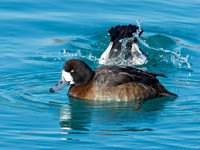 Aythya manila  GREATER SCAUP 9018010++