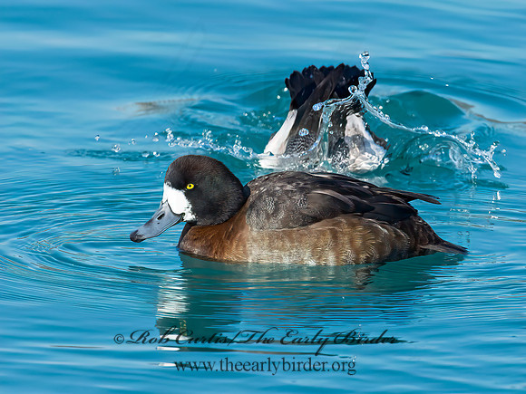Aythya manila  GREATER SCAUP 9018010++