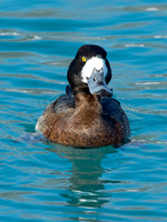 Aythya manila  GREATER SCAUP 9017979++