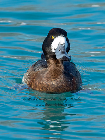 Aythya manila  GREATER SCAUP 9017979++
