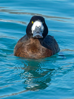 Aythya manila  GREATER SCAUP 9018020++