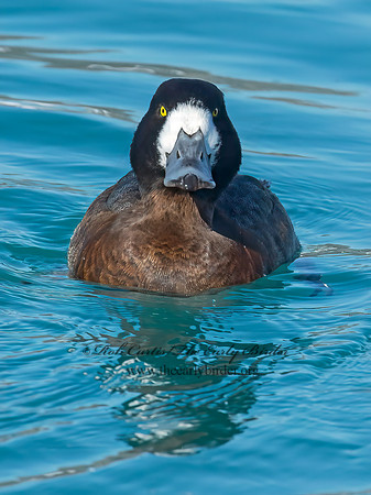 Aythya manila  GREATER SCAUP 9018020++