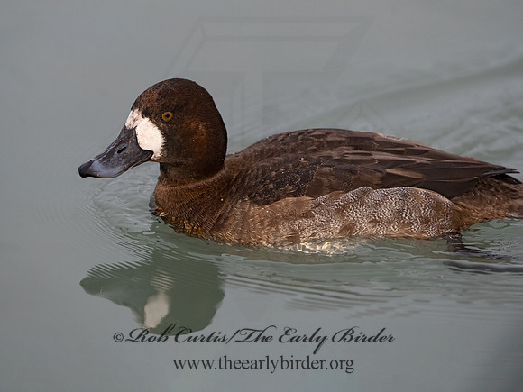 Aythya marila  GREATER SCAUP 3027836+