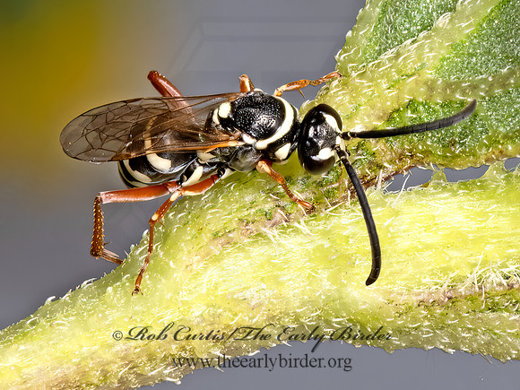 Ceropales femoralis grp ZEBRA SPIDER WASP 3023314z