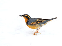 Ixoreus naevius  VARIED THRUSH 9007237z