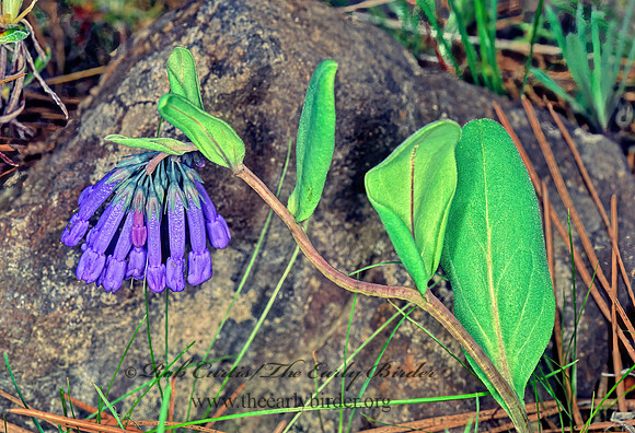 Mertensia longiflora  LUNGWORT 144131z