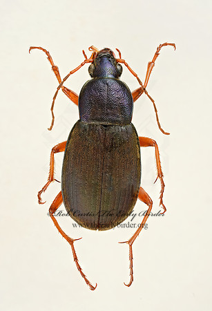 Chlaenius platyderus 9019298z