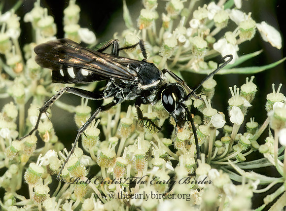 Episyron quinquenotatus  POMPILINI SPIDER WASP 1275129 z