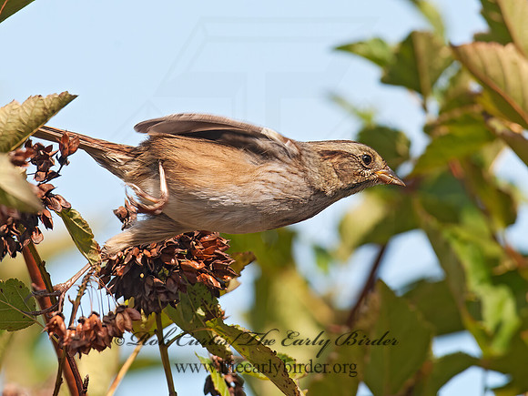 Melospiza georgiana  SWAMP SPARROW 8029242z