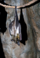 Eidolon helvum STRAW-COLORED FRUIT BAT 5017327z