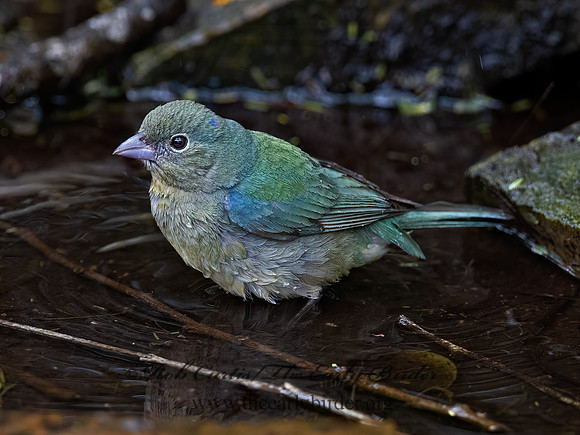 Passerina ciris  PAINTED BUNTING 3030571z