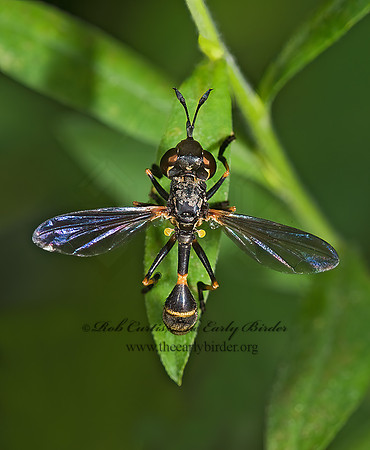 Physoconops obscuripennis  THICK-HEADED FLY 8007907z