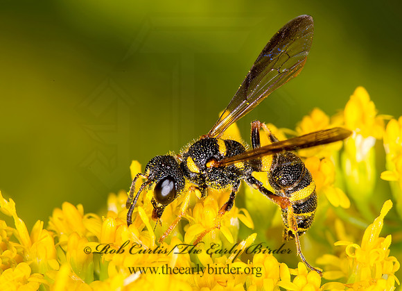 Cerceris insolita  WEEVIL WASP 9003689z
