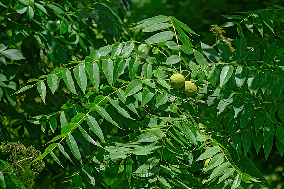 Juglans nigra  BLACK WALNUT 1304361z