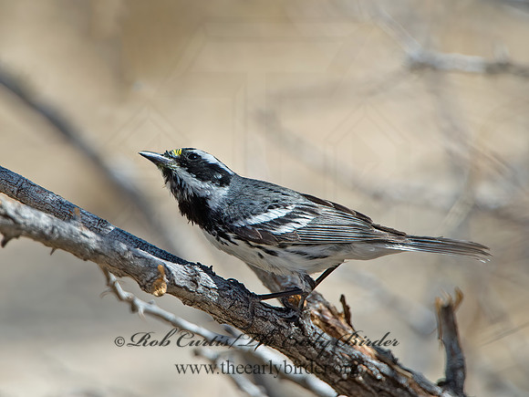 Setophaga nigrescens  BLACK-THROATED GRAY WARBLER 9056424z