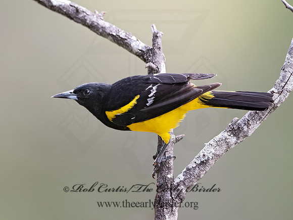 Icterus parisorum  SCOTT'S ORIOLE 3034964z