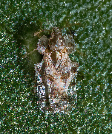 Corythucha morrilli 6026359z