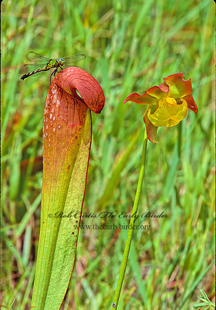 Sarracenia minor  HOODED PITCHER PLANT 262423z