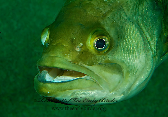 Micropterus salmoides  LARGEMOUTH BASS 4002480z