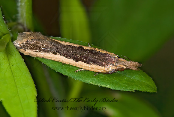 Dichomeris ligulella PALMERWORM MOTH 601153z