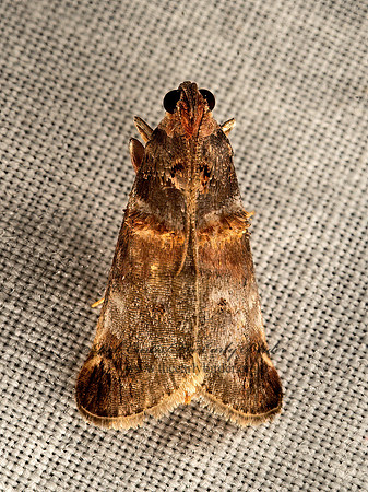 Oneida lunulalis  ORANGE-TUFTED ONEIDA 9051707z