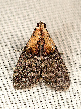 Pococera expandens PYRALID MOTH 9048644z