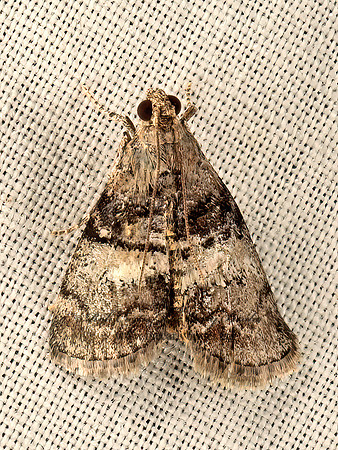Pococera  PYRALID MOTH 9050172z