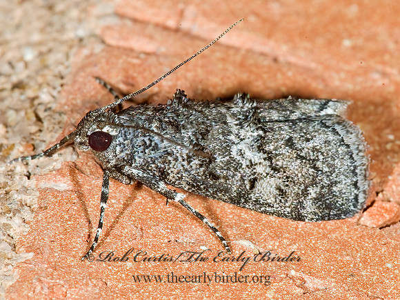 Pococera tiltella  PYRALID MOTH 7005662z
